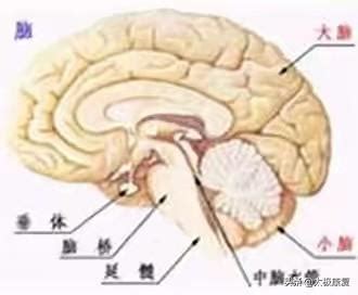 腦嗚的原因|腦鳴 